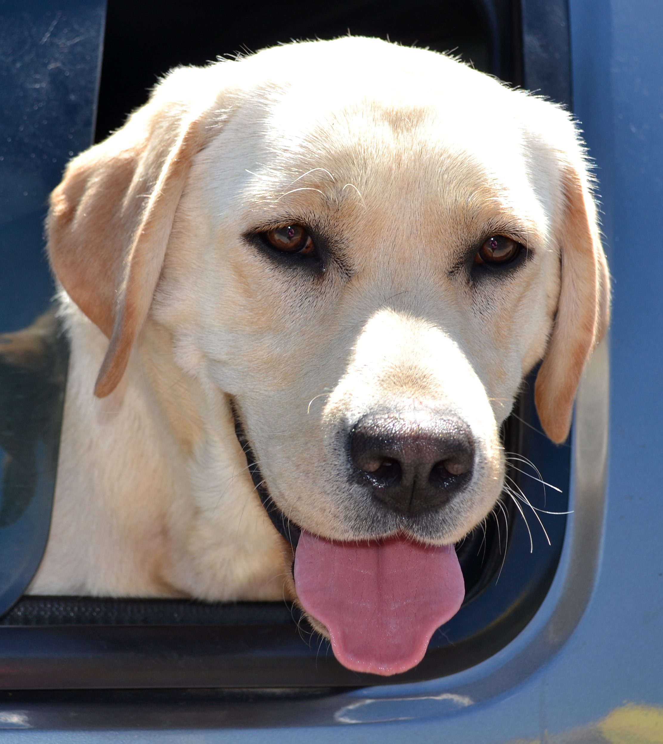 Hawkshead Labradors Hawkshead