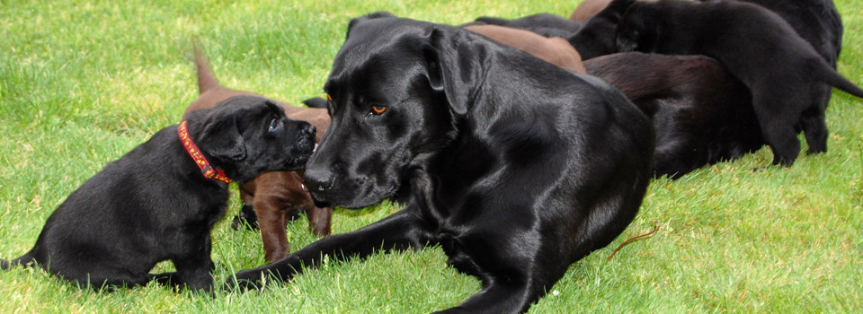 Hawkshead Labradors