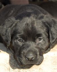 Homing Puppies