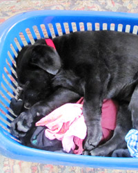 Homing Puppies